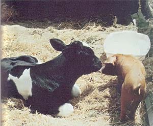 A calf and piglet having an intimate moment.